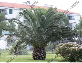 Photo Texture of Palm Tree 0001